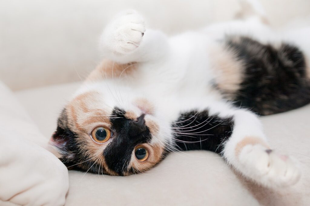 petit chat mignon sur le dos