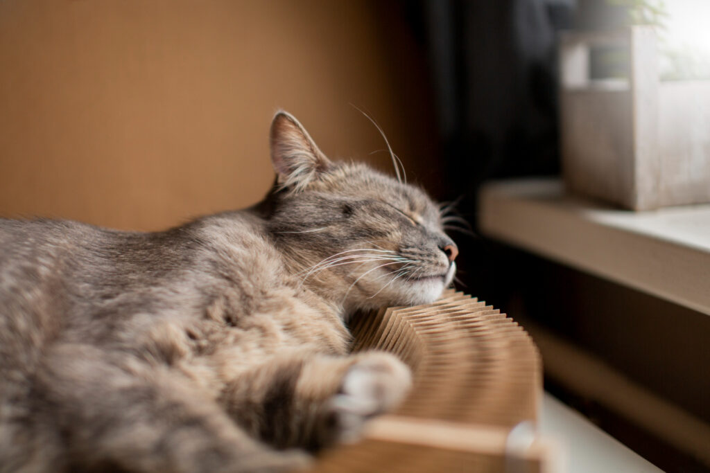 chat qui dort
