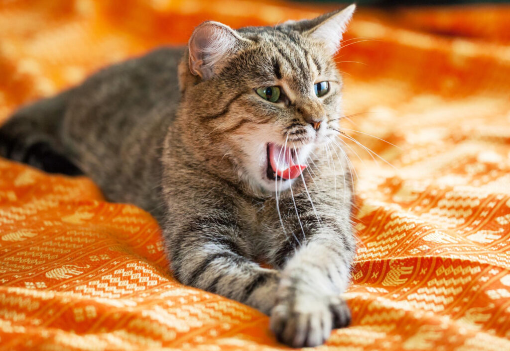 chat qui miaule