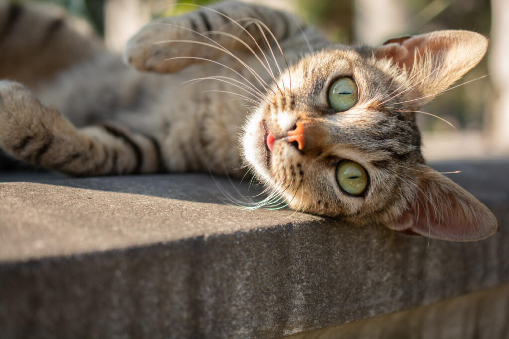 chat allongé sur un rebord en ciment qui sort le bout de sa langue