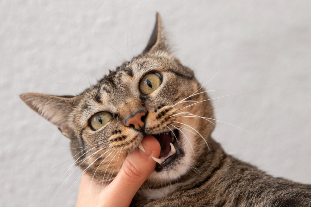 chat qui moord le doigt de son maitre